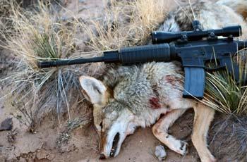 Can I use an FFP scope for coyote hunting