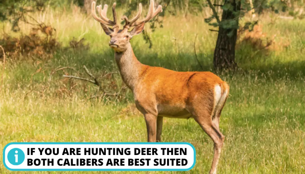 .25-06 vs .243: Let's Find Out the Best For Deer Hunting